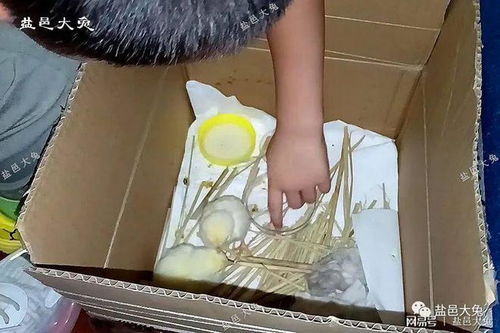 鲜蛋如玉，雏鸡为赠 双赢之道在市场温情间