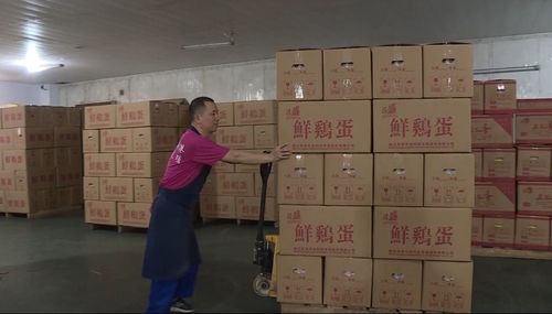 80万只蛋鸡的夏天 养得好，蛋才鲜